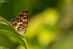 Araschnia doris