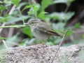 Arctic Warbler