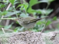 Arctic Warbler
