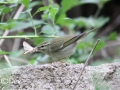 Arctic Warbler