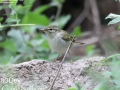 Arctic Warbler