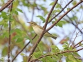 Arctic Warbler