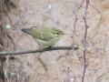 Arctic Warbler