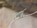 Arctic Warbler