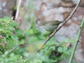 Arctic Warbler