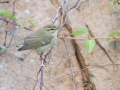 Arctic Warbler