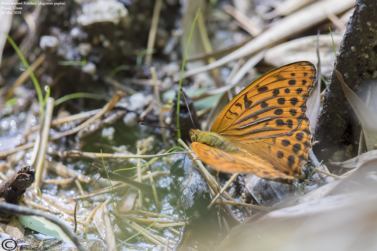 2 Photos<br />Common Name : Silver-washed Fritillary