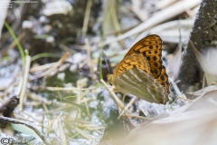 Silver-washed Fritillary