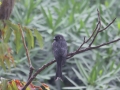 Ashy Drongo