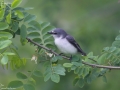 Ashy Minivet