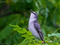 Ashy Minivet