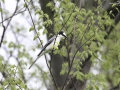 Ashy Minivet