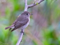 Asian Brown Flycatcher