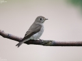 Asian Brown Flycatcher