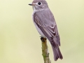 Asian Brown Flycatcher