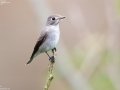 Asian Brown Flycatcher