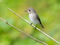 Asian Brown Flycatcher