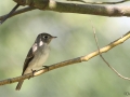 Asian Brown Flycatcher
