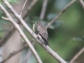 Asian Brown Flycatcher