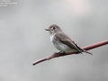 Asian Brown Flycatcher