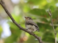 Asian Brown Flycatcher