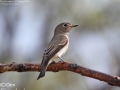 Asian Brown Flycatcher