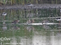 Asian Dowitcher