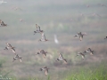 Asian Dowitcher