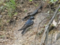 Asian House Martin