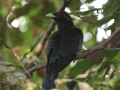 Asian Koel