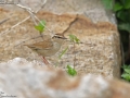 Asian Stubtail