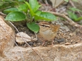 Asian Stubtail