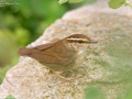 Asian Stubtail