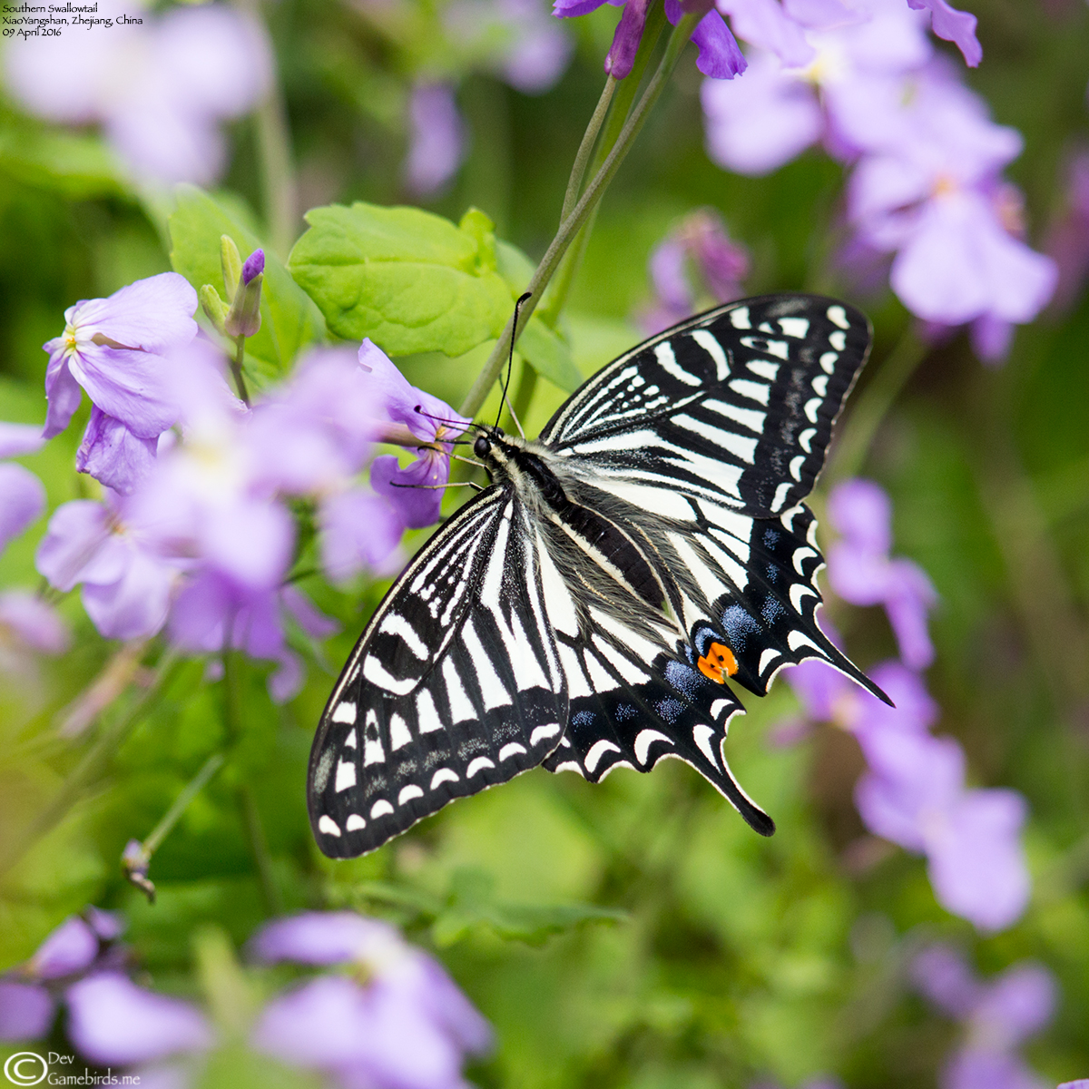 2 Photos<br />Common Name : Asian Swallowtail