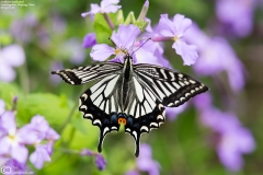 Papilio xuthus