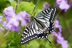 Papilio xuthus