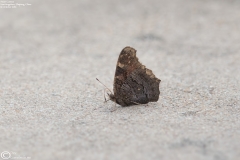 Polygonia c-aureum