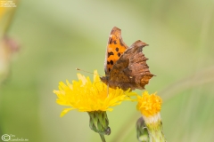 Polygonia c-aureum