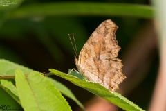 Polygonia c-aureum