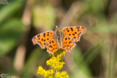 Polygonia c-aureum