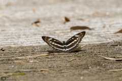 Studded Sergeant