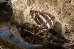 Aythyma fortuna