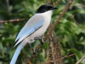 Azure-winged Magpie