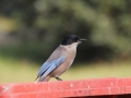 Azure-winged Magpie