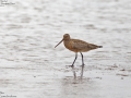 Bar-tailed Godwit