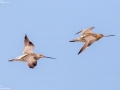 Bar-tailed Godwit