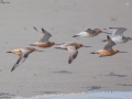 Bar-tailed Godwit