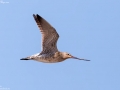 Bar-tailed Godwit