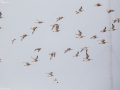 Bar-tailed Godwit