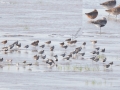 Bar-tailed Godwit